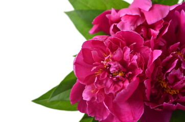 Bright vivid pink peony flowers top view isolated with copy space