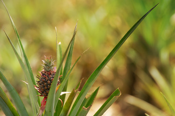 Pineapple plant field, Pineapple tropical fruit growing in garden