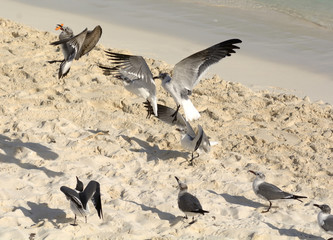Gaviotas11