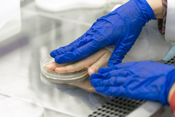 Hands of the laboratory technician take a bacteriological sample from the hands of Petri dish...