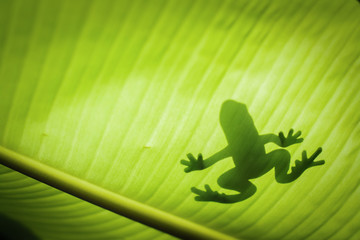 Fototapeta premium The silhouette of the animal on the leaf.