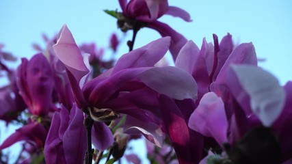 Violet magnolia leaves blowing in wind against blue sky