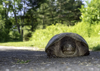 Snapping Turtle