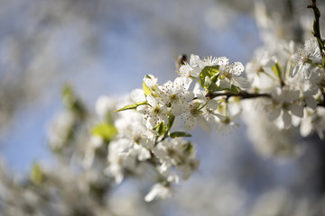 Spring flowers