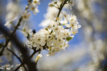 spring tree