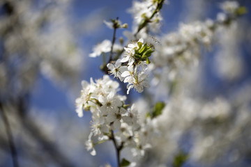 Blossoming tree. Spring