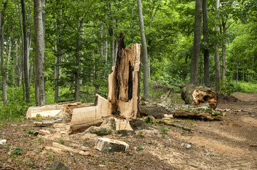 Broken and rotten big tree in the woods as natural background