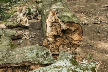 A log of big broken old beech wood closeup on the ground