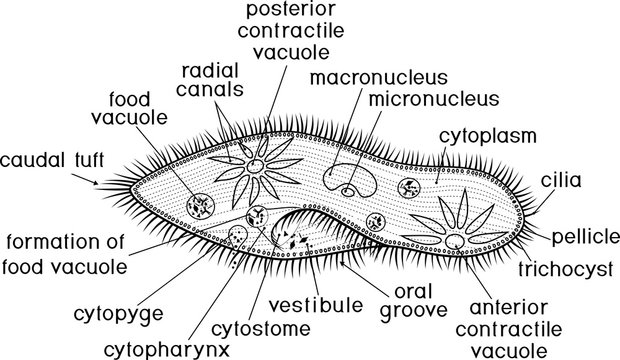 Coloring page. Structure of Paramecium caudatum with titles