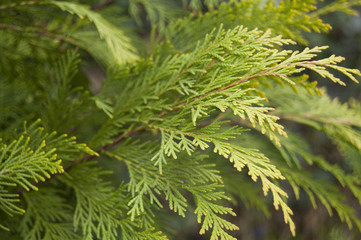 Thuja, cedar branch and leaves, green fresh background