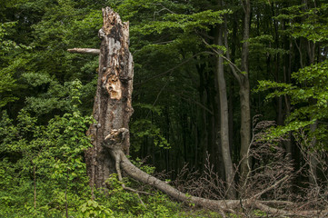 Broken and rotten big tree in the woods as natural background