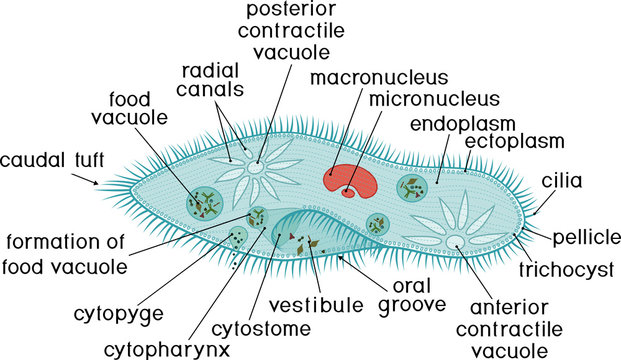 Structure of Paramecium caudatum with titles