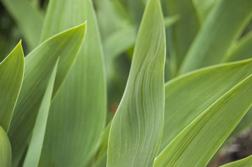 Green grass background, gladiolus leaves
