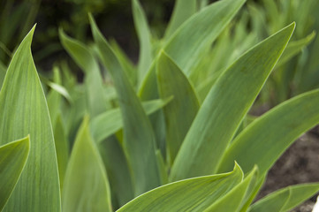 Green grass background, gladiolus leaves