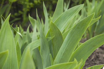 Obraz premium Green grass background, gladiolus leaves