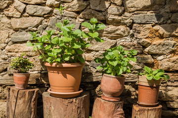 Green Plants in Flower Pots in front of Stone Wall