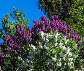 Fototapeta premium Fliederblüte im Frühling