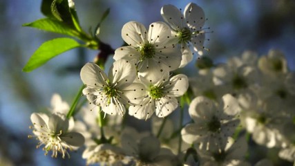 Cherry flowers in spring sun