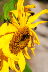 Two insects bumblebee on a flower sunflower