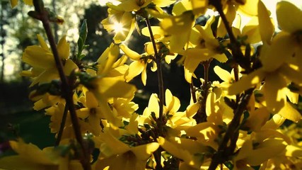 Yellow Forsythia blowing in wind on spring sunny day
