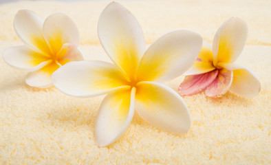 frangipani flowers on a towel