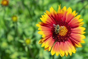 a bee, collects pollen from a bright red yellow flower against a background of greenery in the garden
