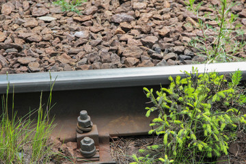 the railway is overgrown with forest