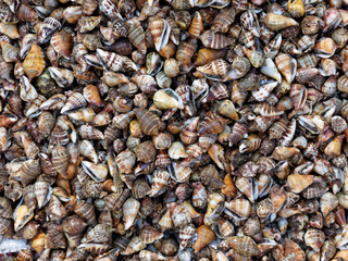Frische Muscheln auf einem Markt in Südostasien / Vietnam