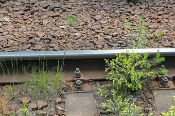 the railway is overgrown with forest
