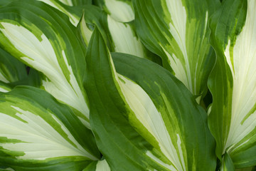 green leaves with white strips close-up as a background