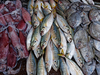 Frische Fische auf einem Markt in Südostasien / Vietnam