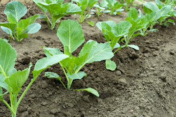 a garden in the garden with young cabbage planted in rows