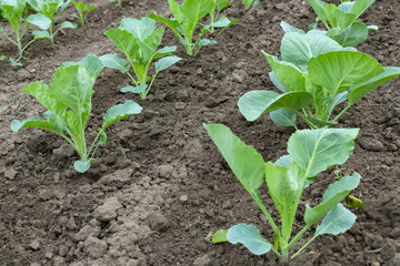 beds in the garden with a young white cabbage planted in rows