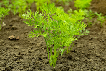young green carrot tops growing on a close-up of a garden