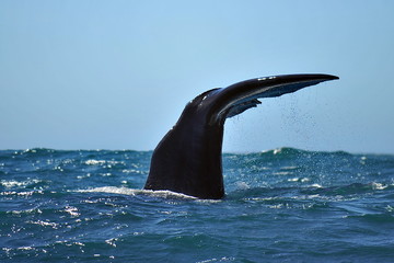 New Zealand. Whale watching in the Kaikoura area © Oleksandr Umanskyi