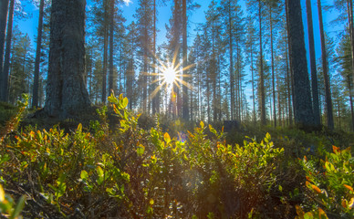 Sunny forest view from Sotkamo, Finland.