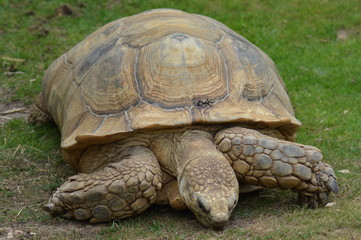 Tortoise