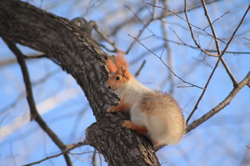 squirrel