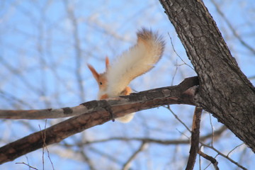 squirrel