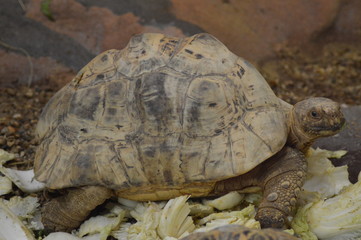 Tortoise