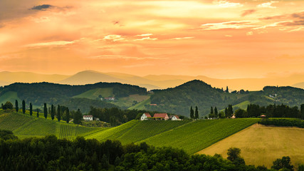 Styrian vineyard in Austria Sunset