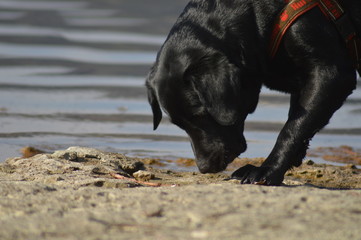 Cane labrador