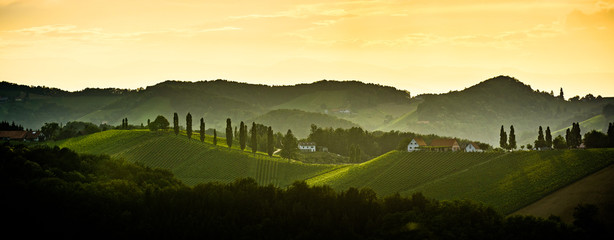 Panorama of Styrian vineyard in Austria