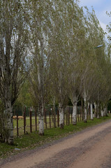 Camino de ripio con arboleda