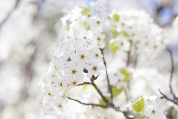 Cherry Blossom 4