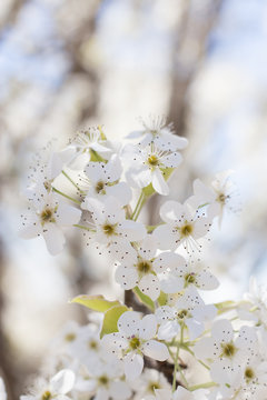 Cherry Blossom 3