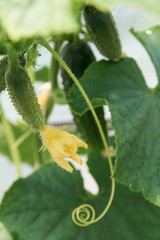 Cucumber. Fruit, ovary, flower, tendril, leaves