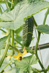 Bee on the flower of cucumber