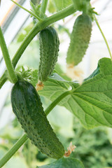 Several cucumber friuts on the vine growing