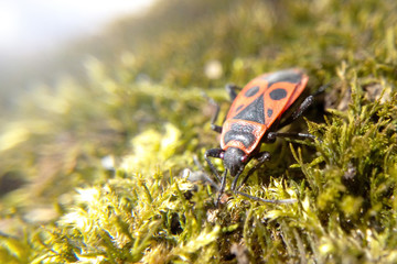 Bedbug-soldier on grass